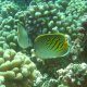 33- Poisson-papillon a points-tirets 